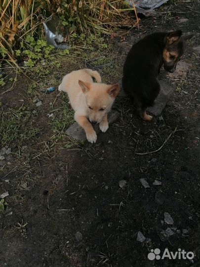 Щенок в добрые руки бесплатно