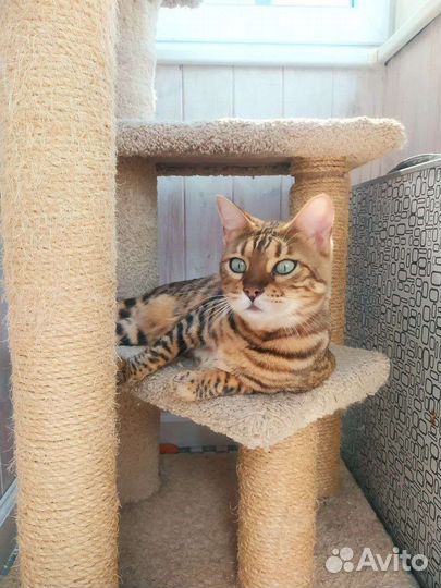 Бенгальская кошечка