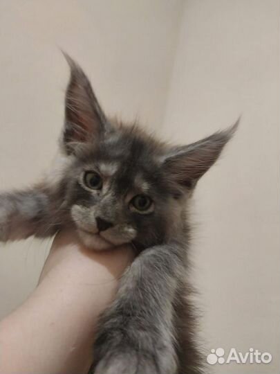 Котёнок Мейн-кун