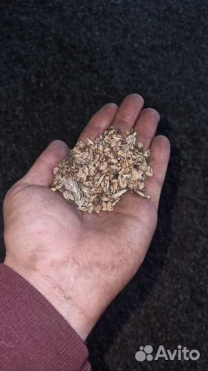 Зерно отходы(пшеница)