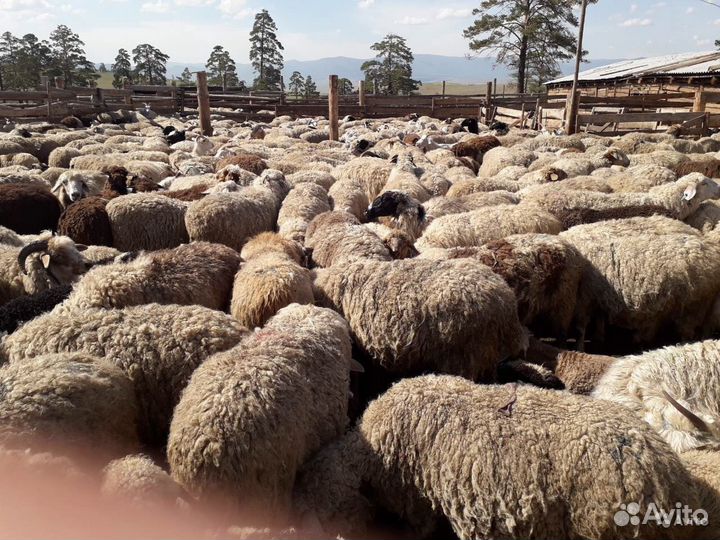 Племенные овцы