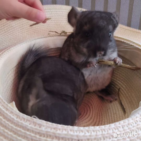 Шиншилла малыши