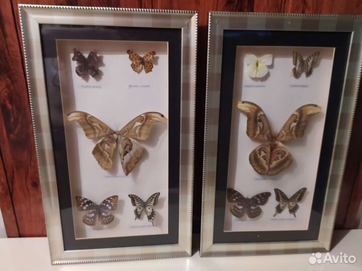 Картина бабочка