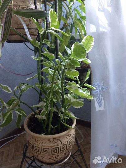 Комнатные цветы