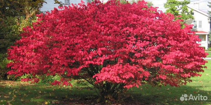 Бересклет крылатый Chicago Fire 20-30см