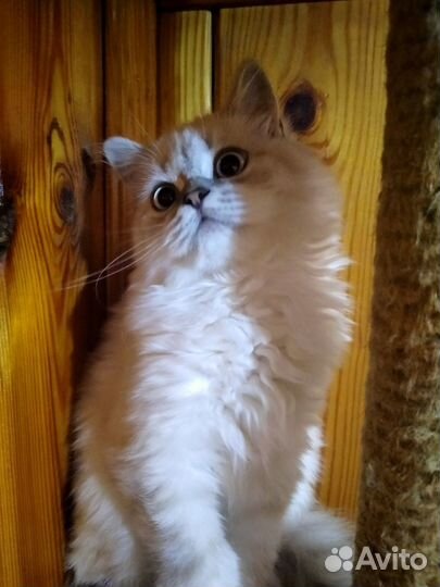 Фолд и страйт