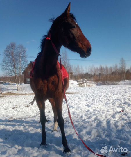 Лошадь