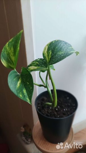 Сциндапсус