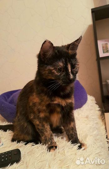 Сникерс-Конфетка котенок, трехцветка