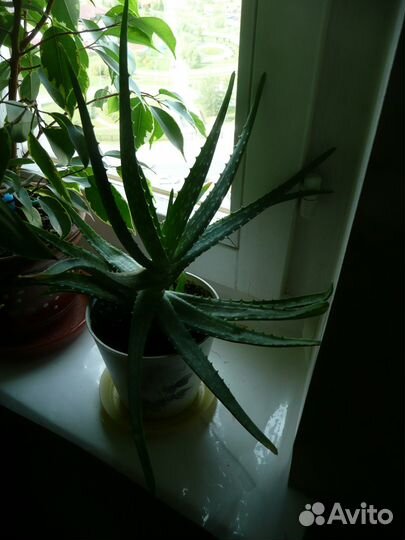 Цветы алоэ, хавортия, суккуленты