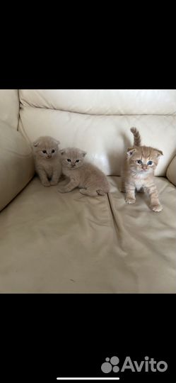Котята британцы