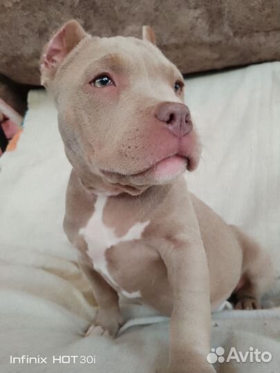 Щенки щенок американский булли