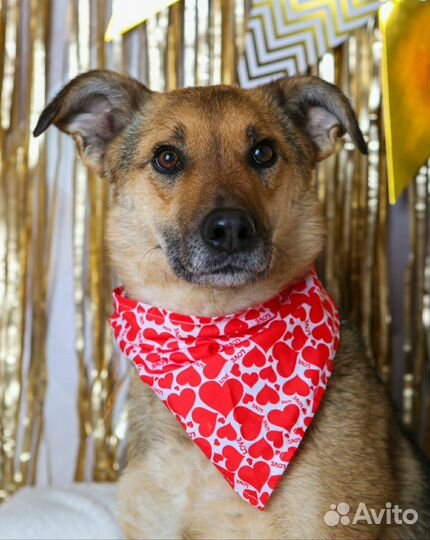 Собака снова в приюте, ее предали