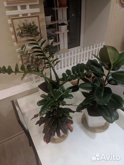 Кодиеум пестрый, фикус каучуконосный