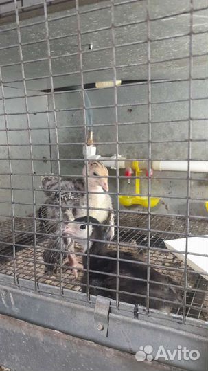 Гусята, индюшата, куры Брама и хохлатые, индоутята