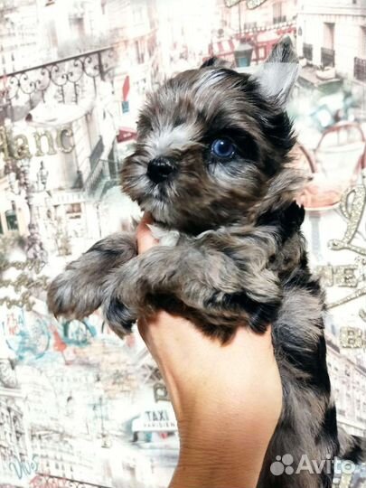 Голубоглазая девочка бивер Йорк