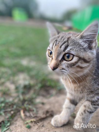 Котята бесплатно