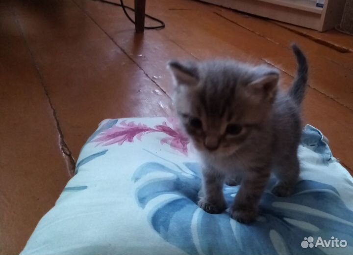 Отдам в добрые руки котят
