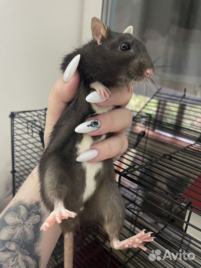 Крыса с клеткой