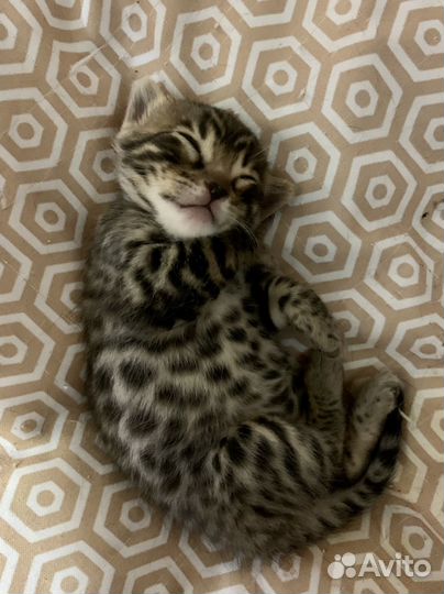 Бенгальская малышка с родословной