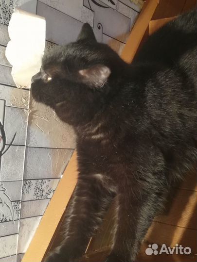 Британские котята