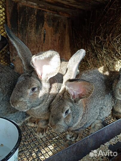 Мясо кролика