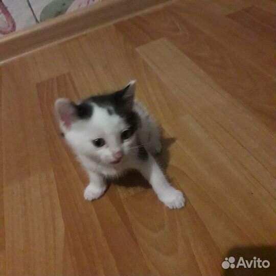 Котята в добрые руки даром