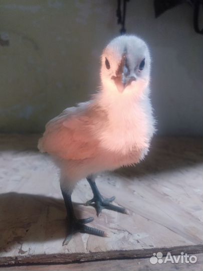 Инкубационное яйцо,цыплята