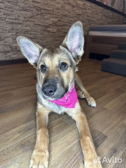 Щенок сирота