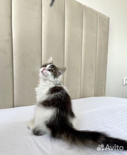 Кошечка Бетти