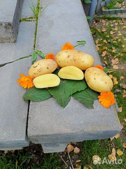 Продам картофель домашний с доставкой