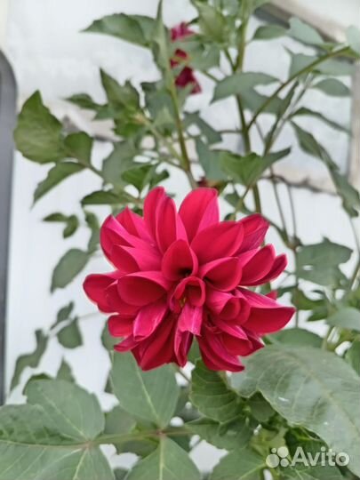 Георгины клубни