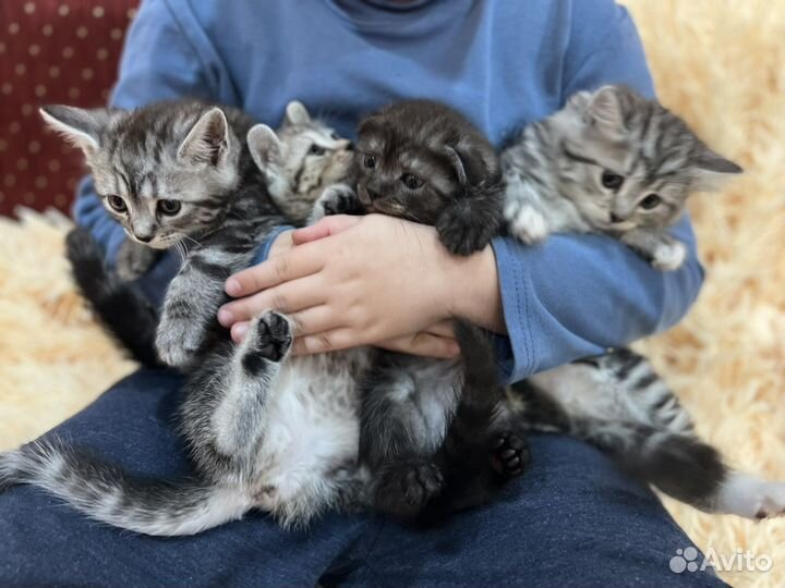Шотландские котята