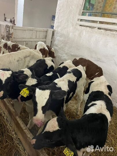 Бычки Холмогорской породы