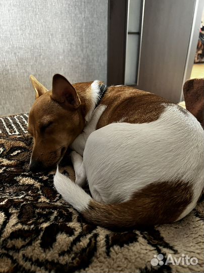 Джек рассел терьер