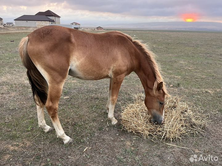 Лошадь и жеребец
