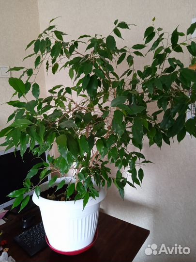 Фикус бенджамина