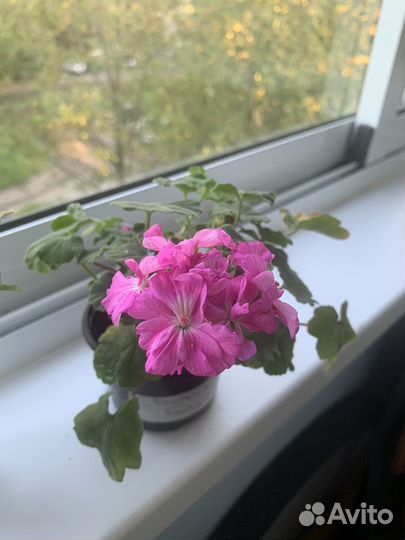 Пеларгония сортовая