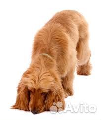 Английская кокер- спаниель