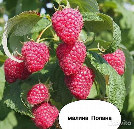 Саженцы малины