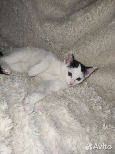 Котята в добрые руки бесплатно