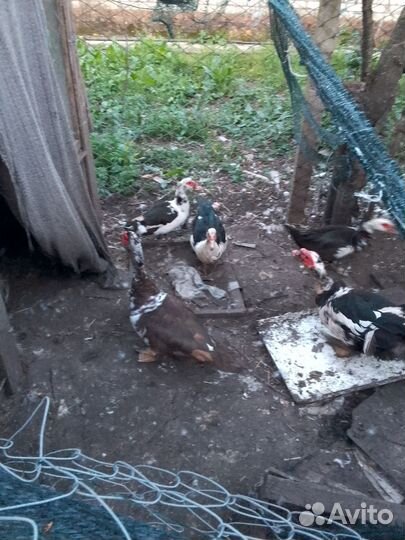 Утки,гуси,куры