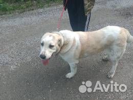 Отдам бесплатно найденную собаку