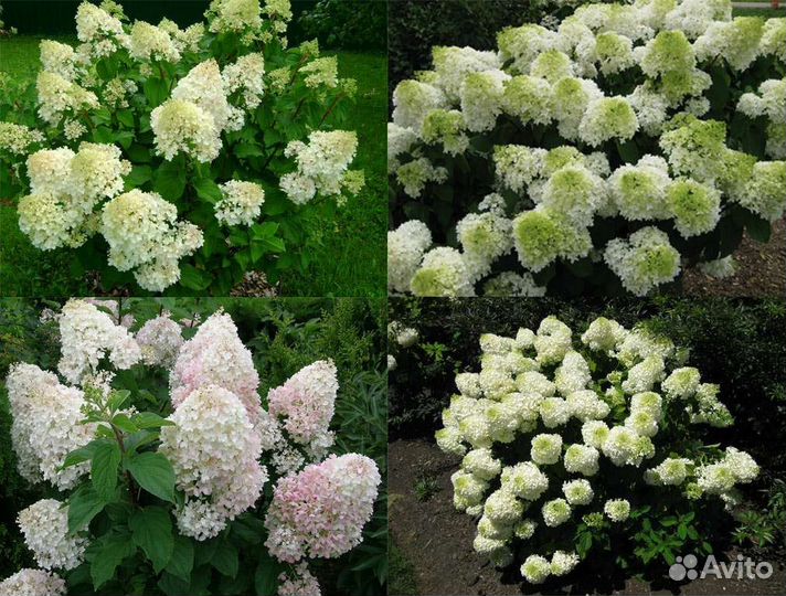 Сильвер доллар гортензия метельчатая