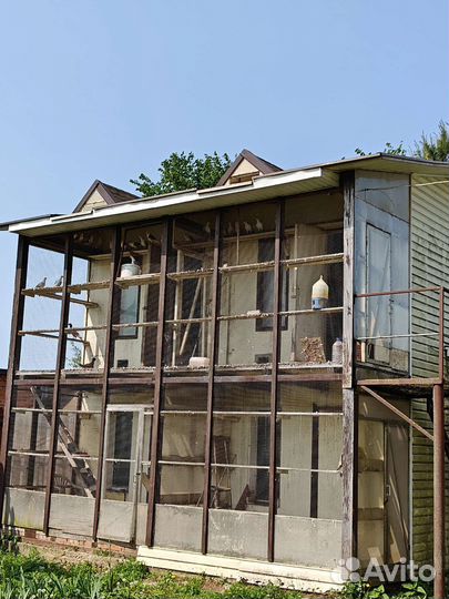 Продажа голубей