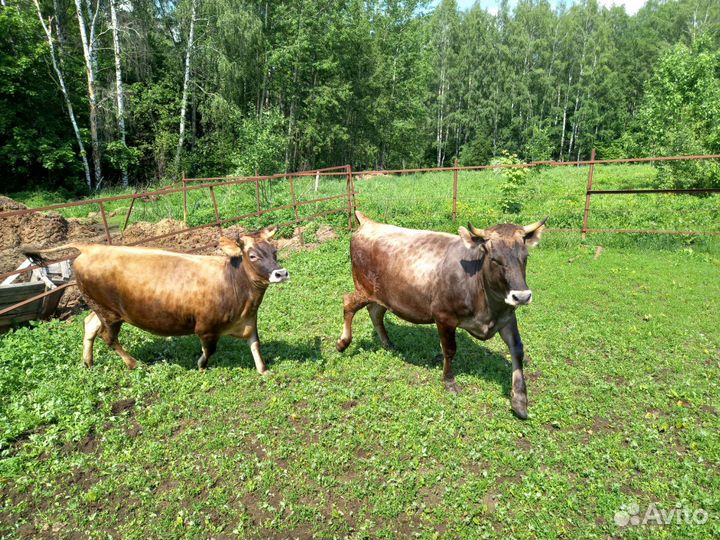 Корова нетель