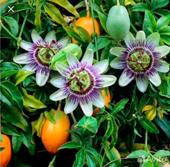 Вечнозеленая лиана-Пассифлора-Маракуйя