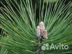 Сосновые почки