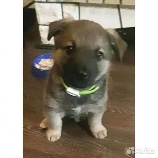 Щенок мальчик 1,5 месяца