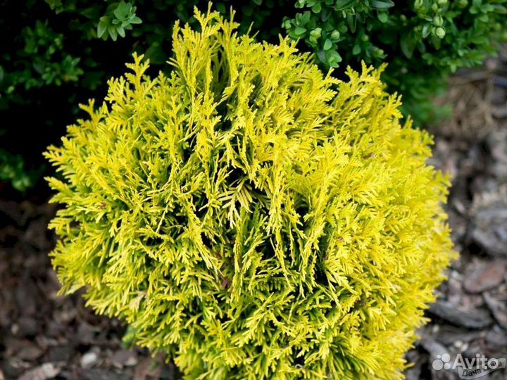 Туи новинки на весну предзаказ до 20.11